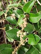 Image of Croton ferrugineus Kunth