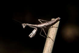 Слика од Callimantis antillarum Saussure 1859