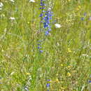 Image of twospike larkspur