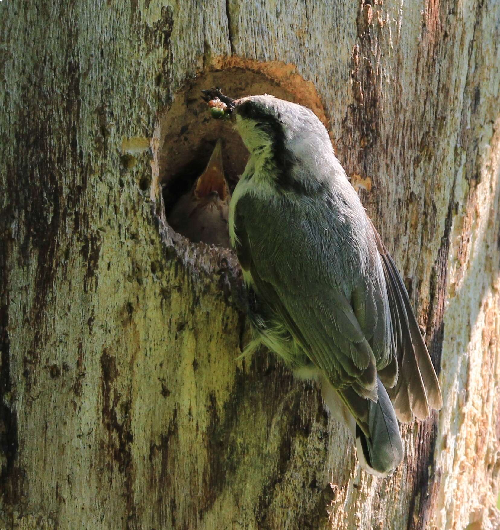 Image of Sitta europaea albifrons Taczanowski 1882