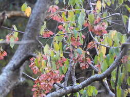 Plancia ëd Heteropterys palmeri Rose