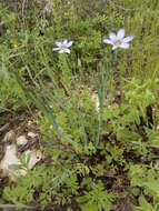 Image of Sisyrinchium ensigerum E. P. Bicknell