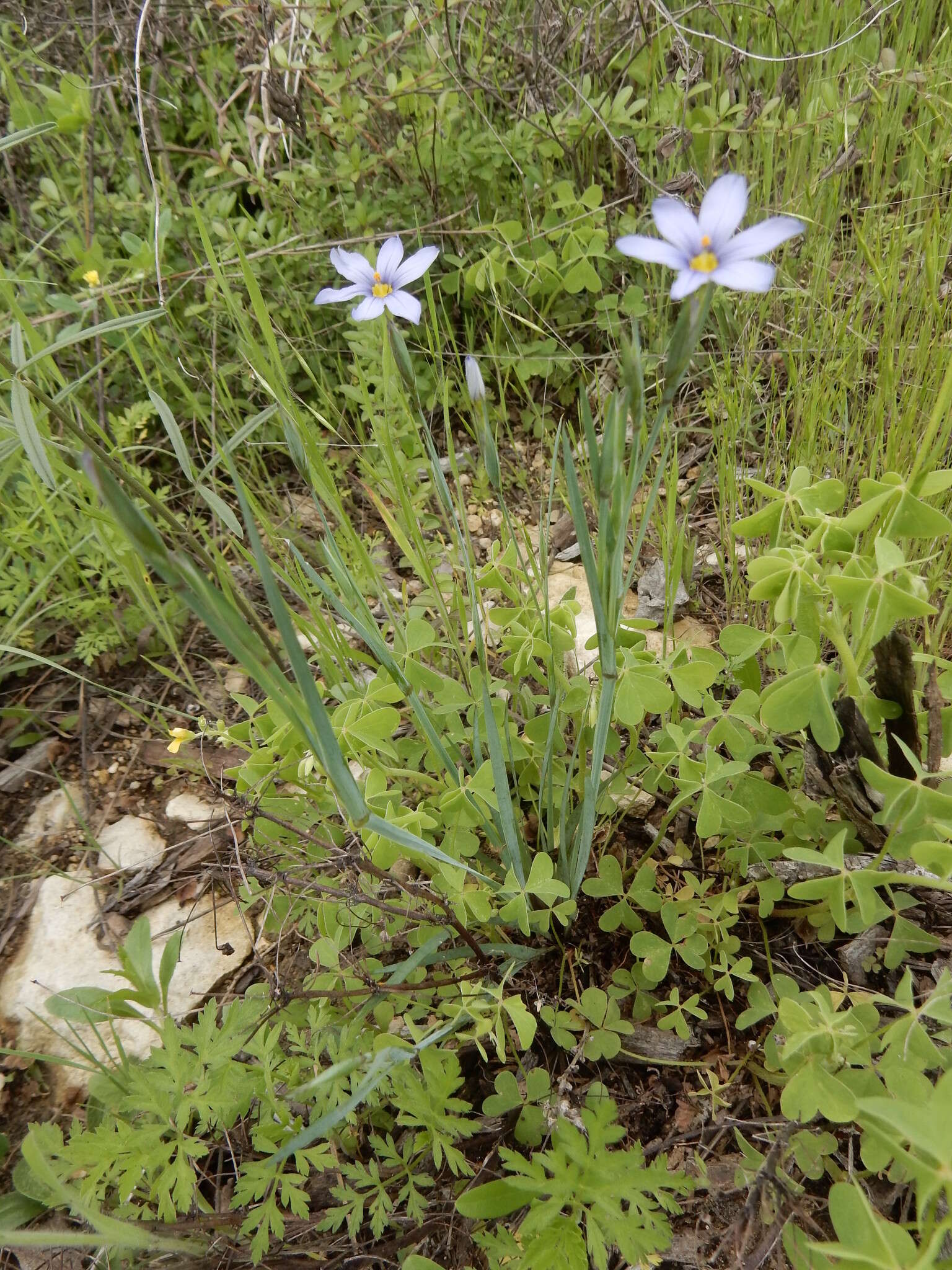 Sisyrinchium ensigerum E. P. Bicknell的圖片