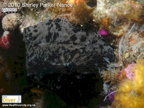 Image of <i>Pupillaea aperta</i> (G. B. Sowerby I 1825)
