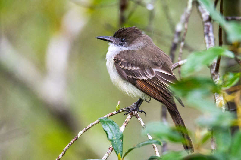 Image of Stolid Flycatcher