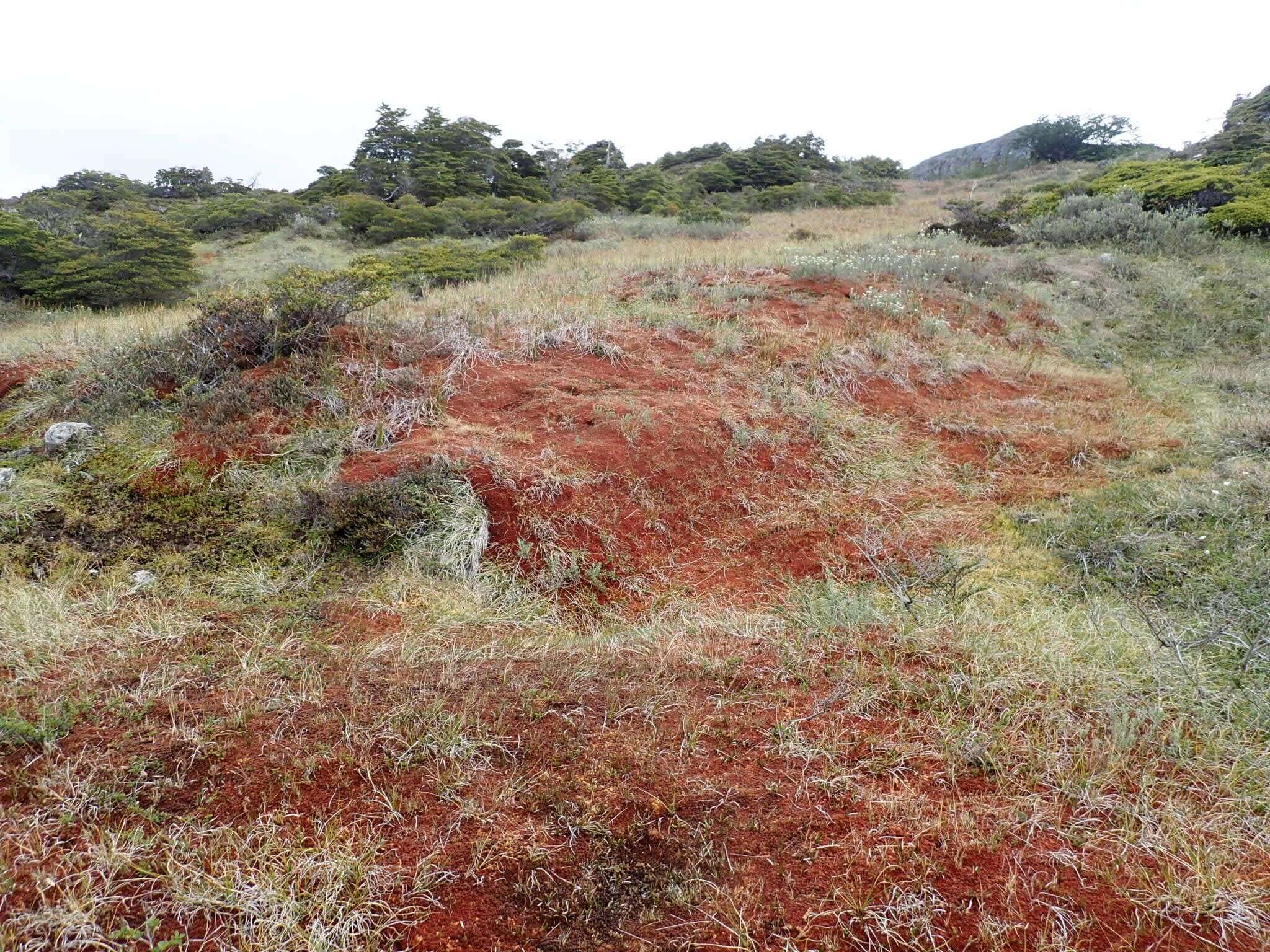 Image of Magellan's Sphagnum