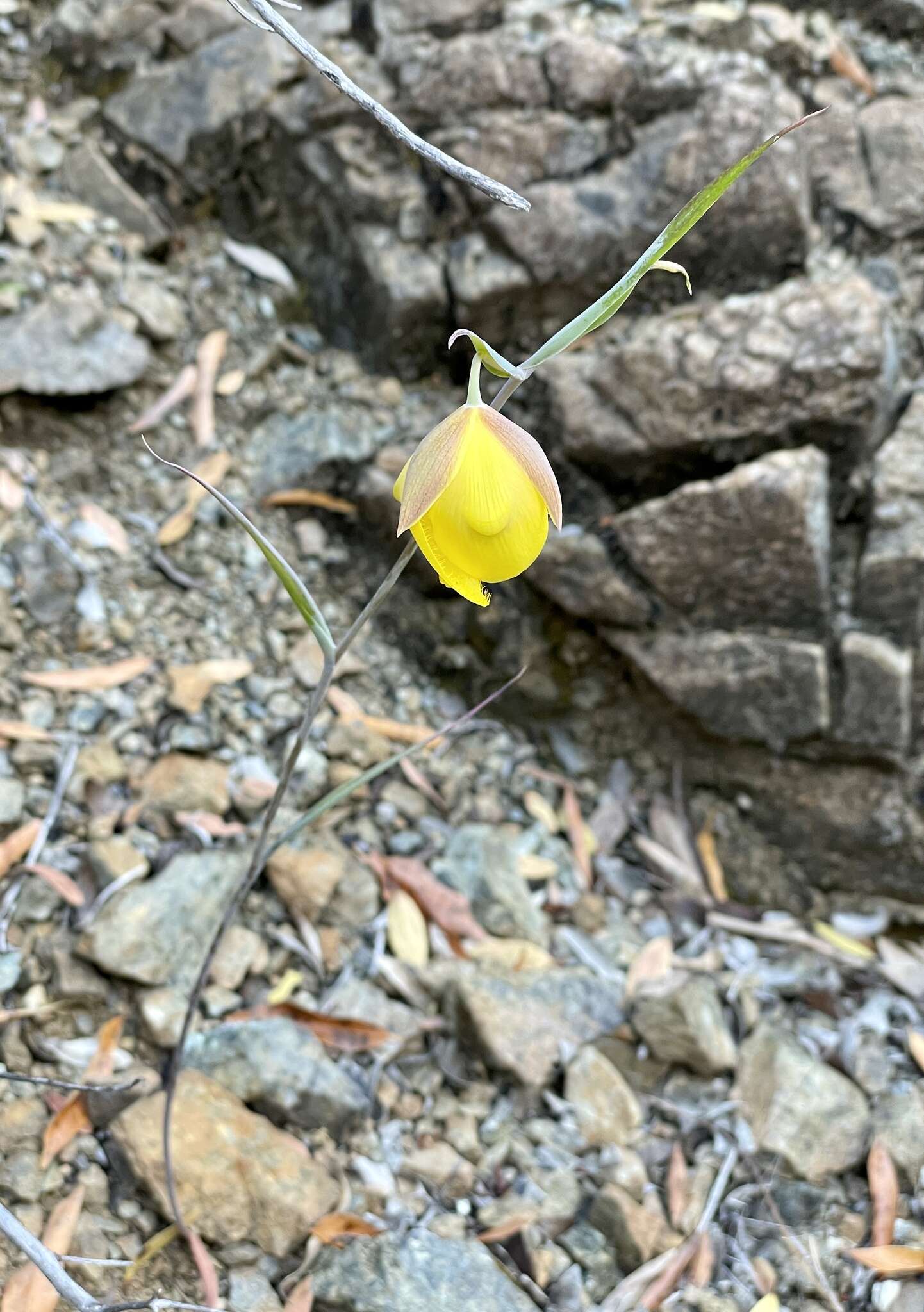 Calochortus raichei Farwig & V. Girard resmi