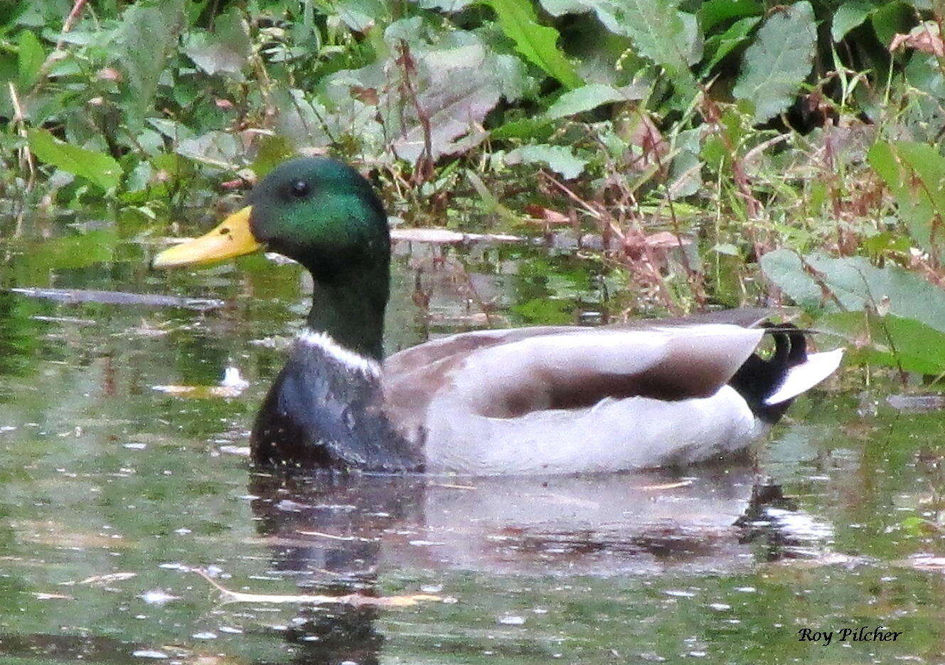 Image of Common Mallard