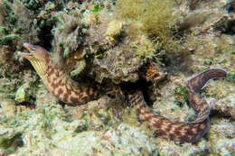 Image of Grey moray