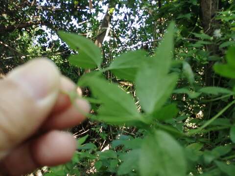 Image of Clematis formosana Kuntze