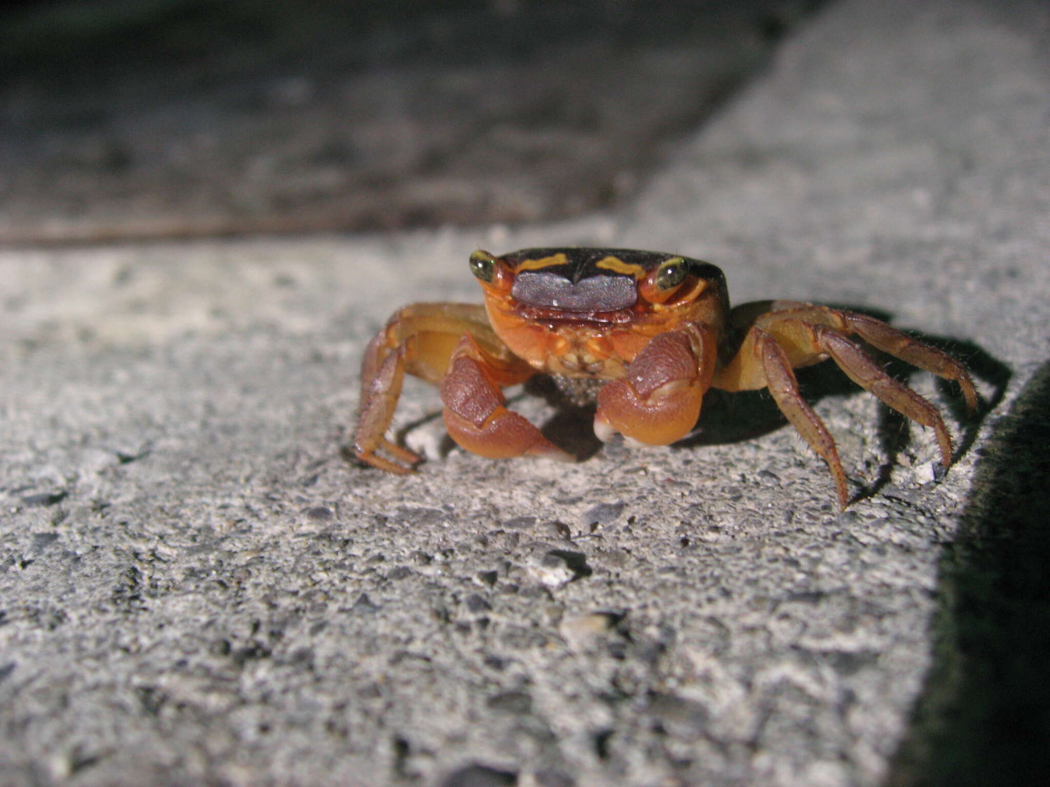 Image of apple crab