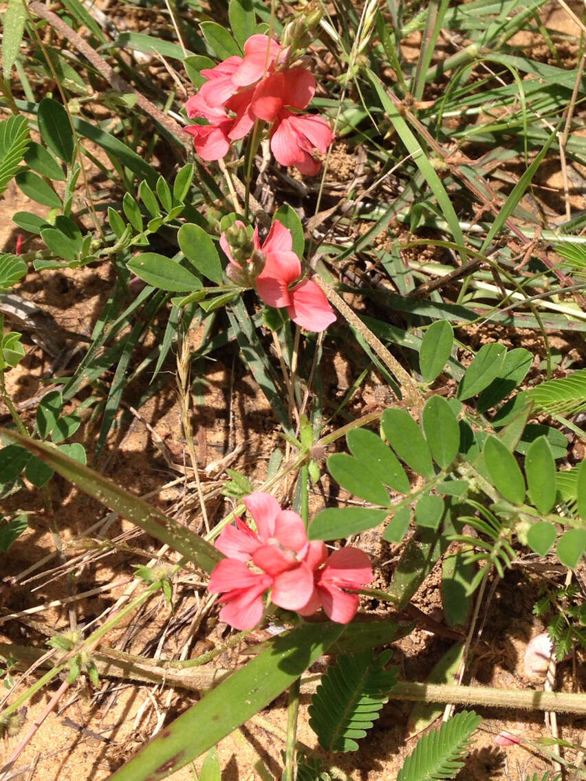 Imagem de Indigofera miniata Ortega