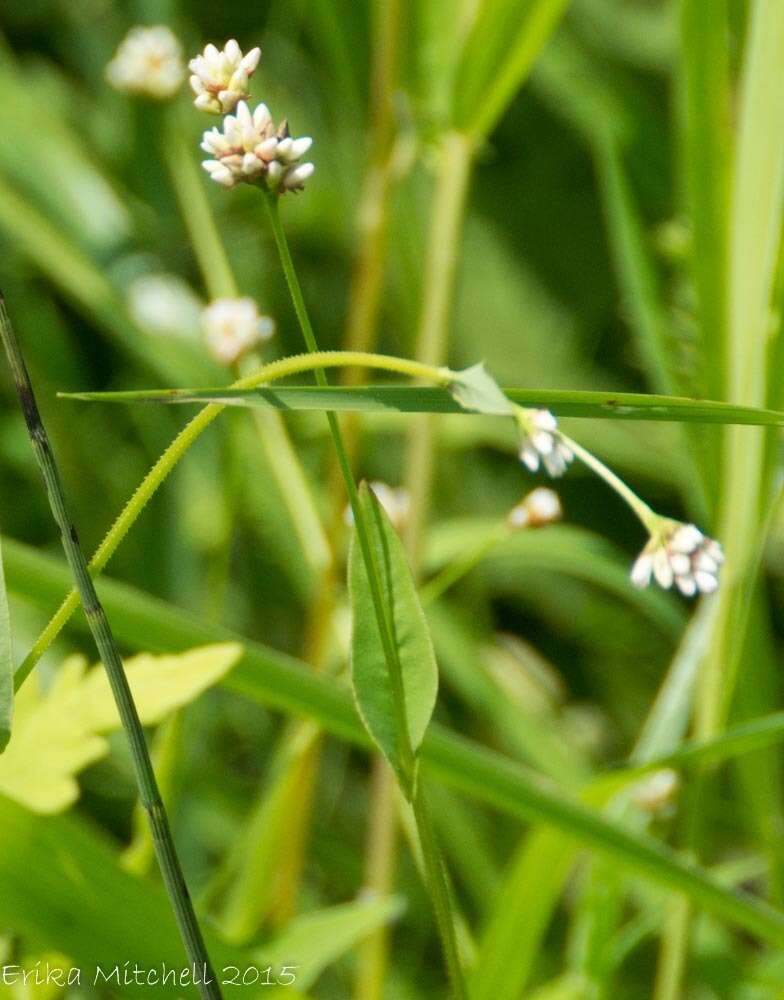 Image of Arrow-Leaf Tearthumb