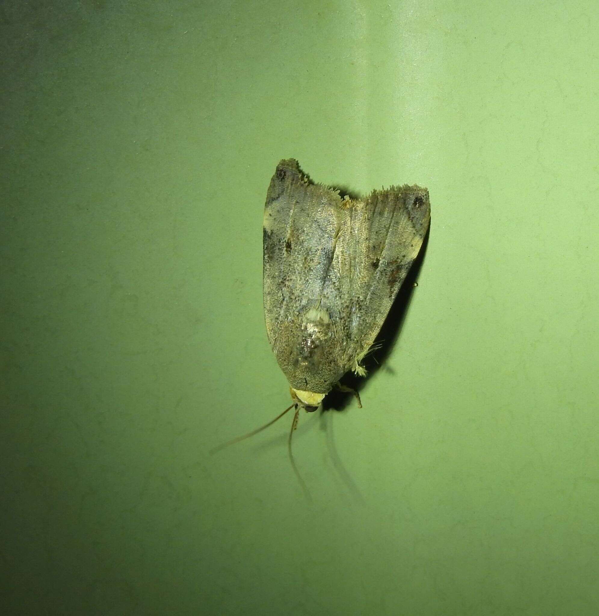 Image of Hyblaea synaema Turner 1902