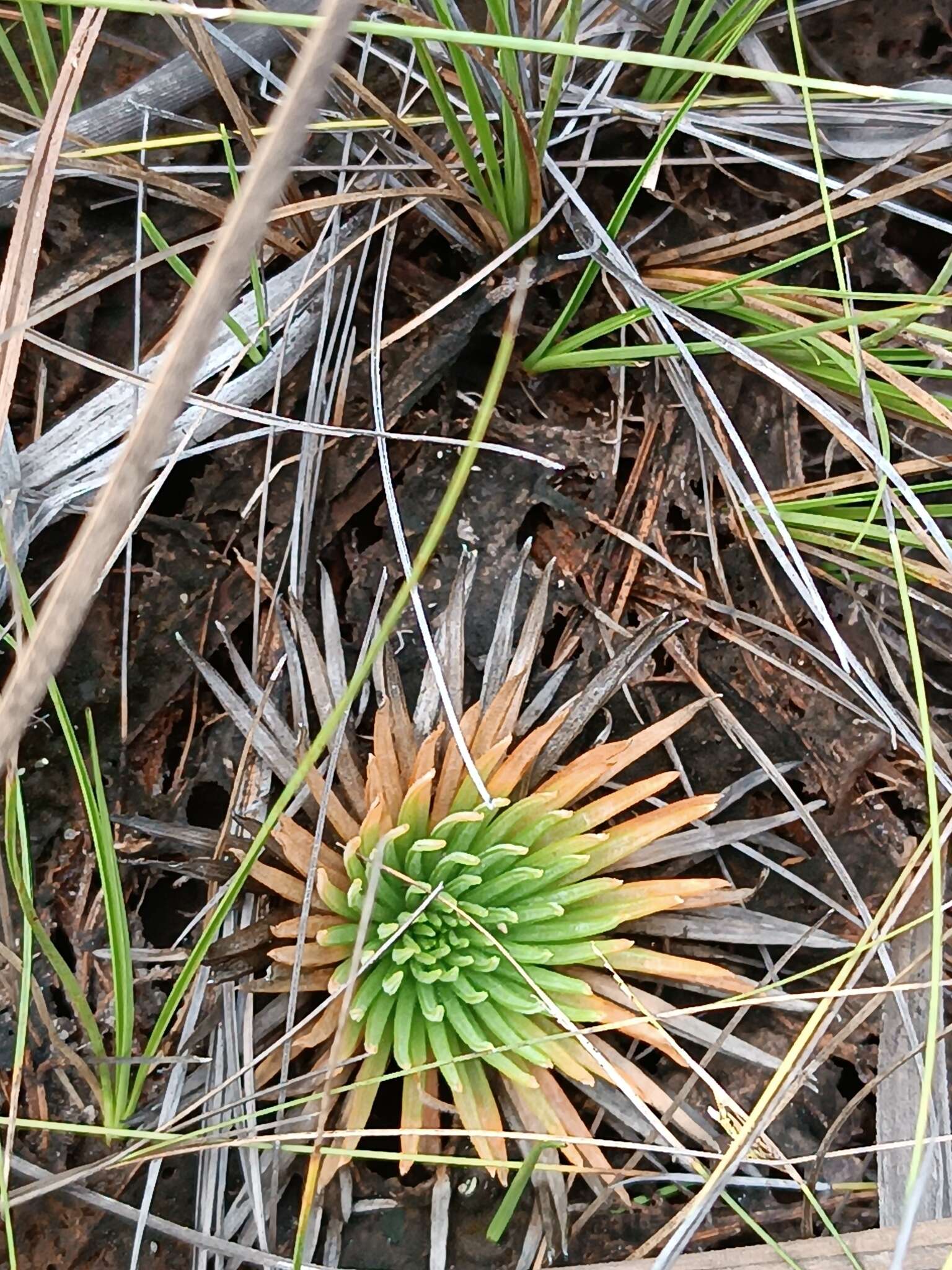 Image of Syngonanthus umbellatus (Lam.) Ruhland