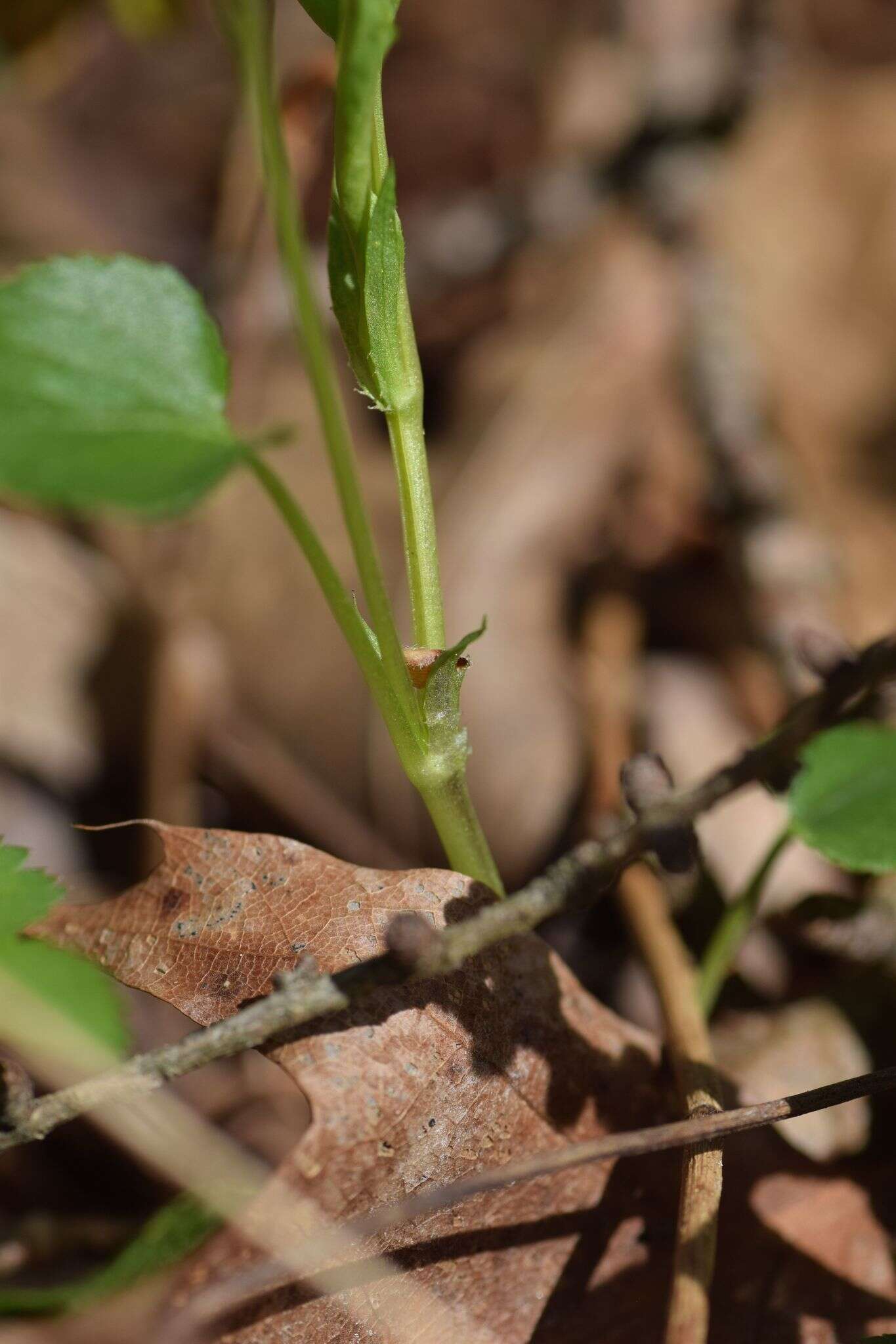 Image of alpine violet