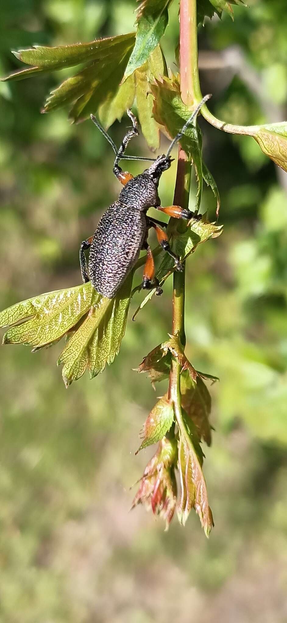 Imagem de Otiorhynchus (Otiorhynchus) cardiniger (Host 1789)