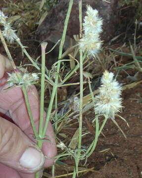 Image of Silky Burweed
