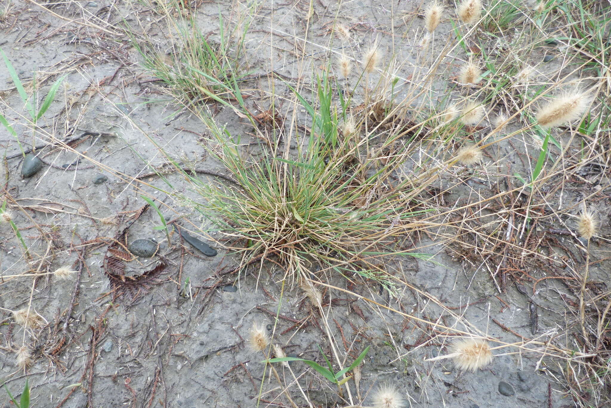 Plancia ëd Puccinellia stricta (Hook. fil.) Blom