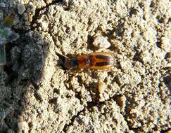 Image of Stenolophus (Agonoderus) comma (Fabricius 1775)