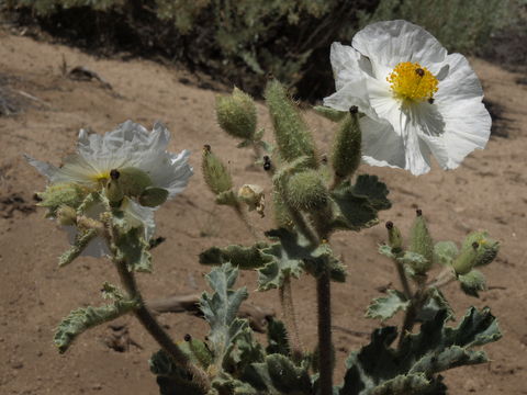 Image of <i>Argemone munita</i> Dur. & Hilg.