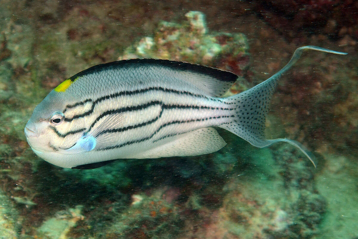 Image of Blackstriped Angelfish