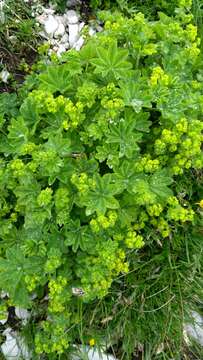 صورة Alchemilla glaucescens Wallr.