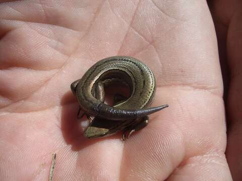 Image of Eyres skink