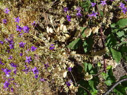 Image of Campanula matritensis A. DC.