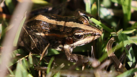 Image of Mascarene Grass Frog