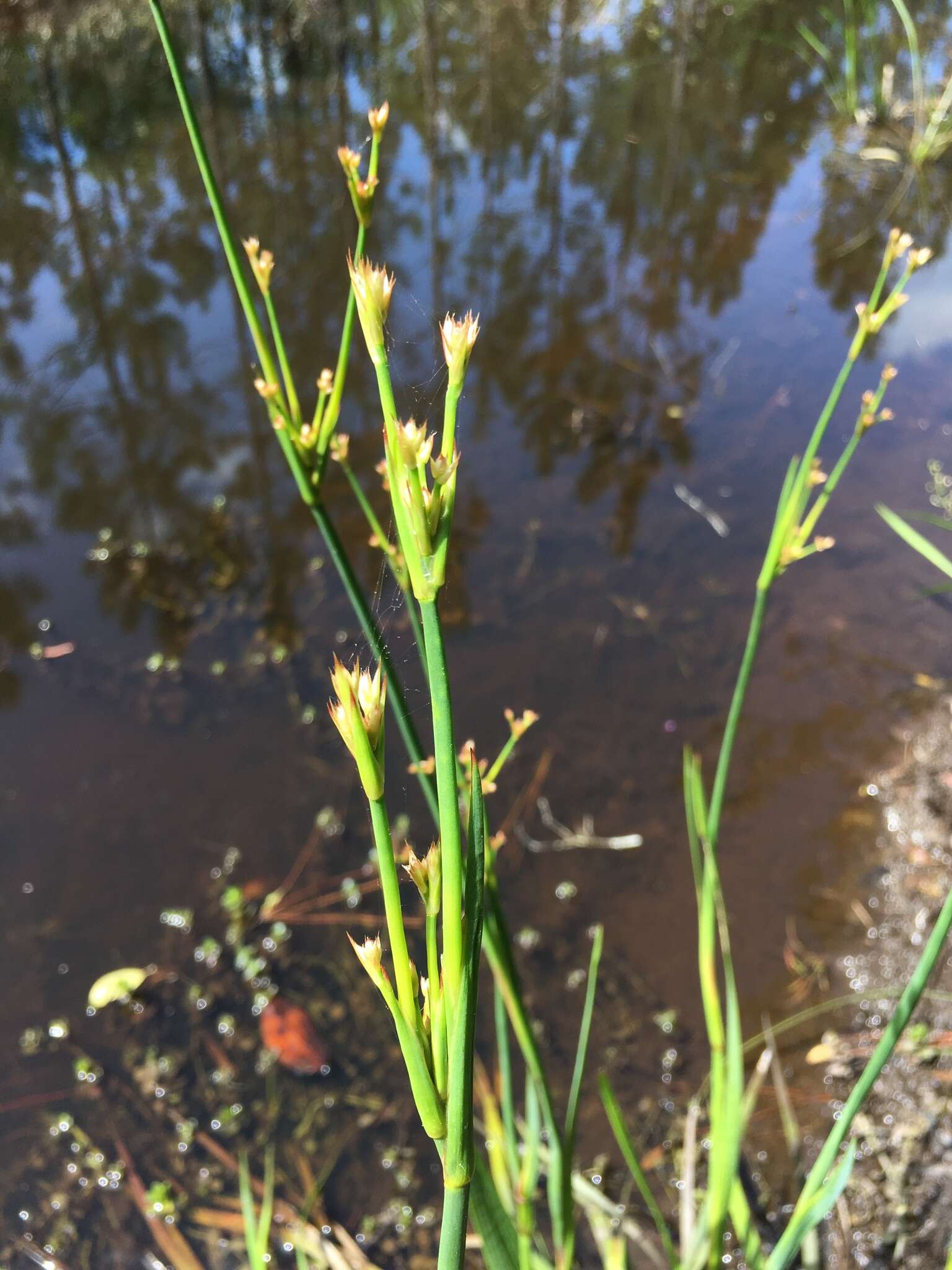 Image of Juncus polycephalus Michx.