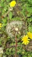 Image of Taraxacum formosanum Kitam.