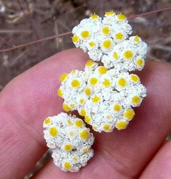 Image of Helichrysum crispum (L.) D. Don