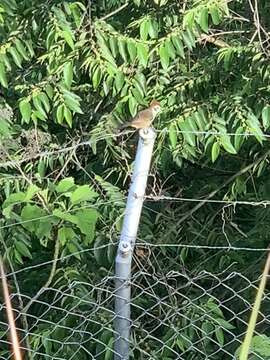 Image of Prevost's Ground Sparrow