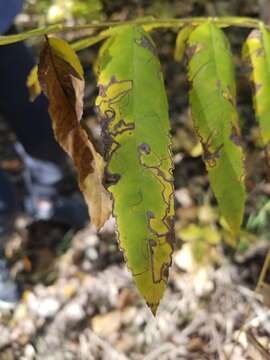 Image of Stigmella longisacca Newton & Wilkinson 1982