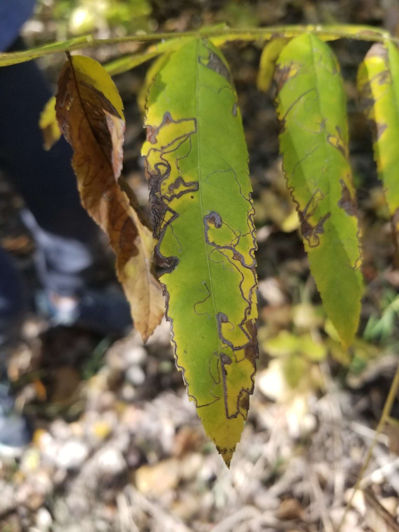 Image of Stigmella longisacca Newton & Wilkinson 1982