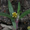Image of Eclipta platyglossa subsp. platyglossa
