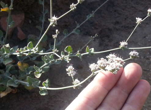 Imagem de Eriogonum cinereum Benth.