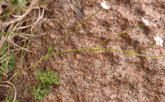 Image of Alepidea multisecta B. L. Burtt