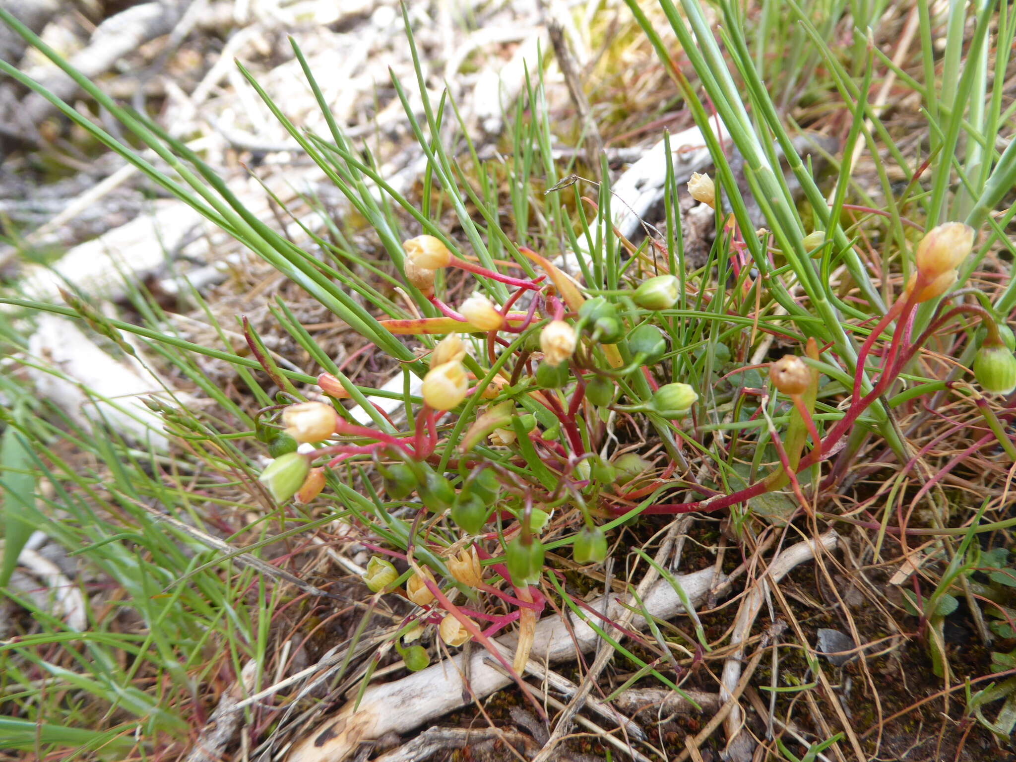 Image of narrowleaf minerslettuce