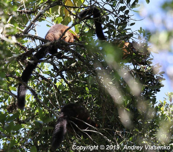 Image of Red-bellied Lemur