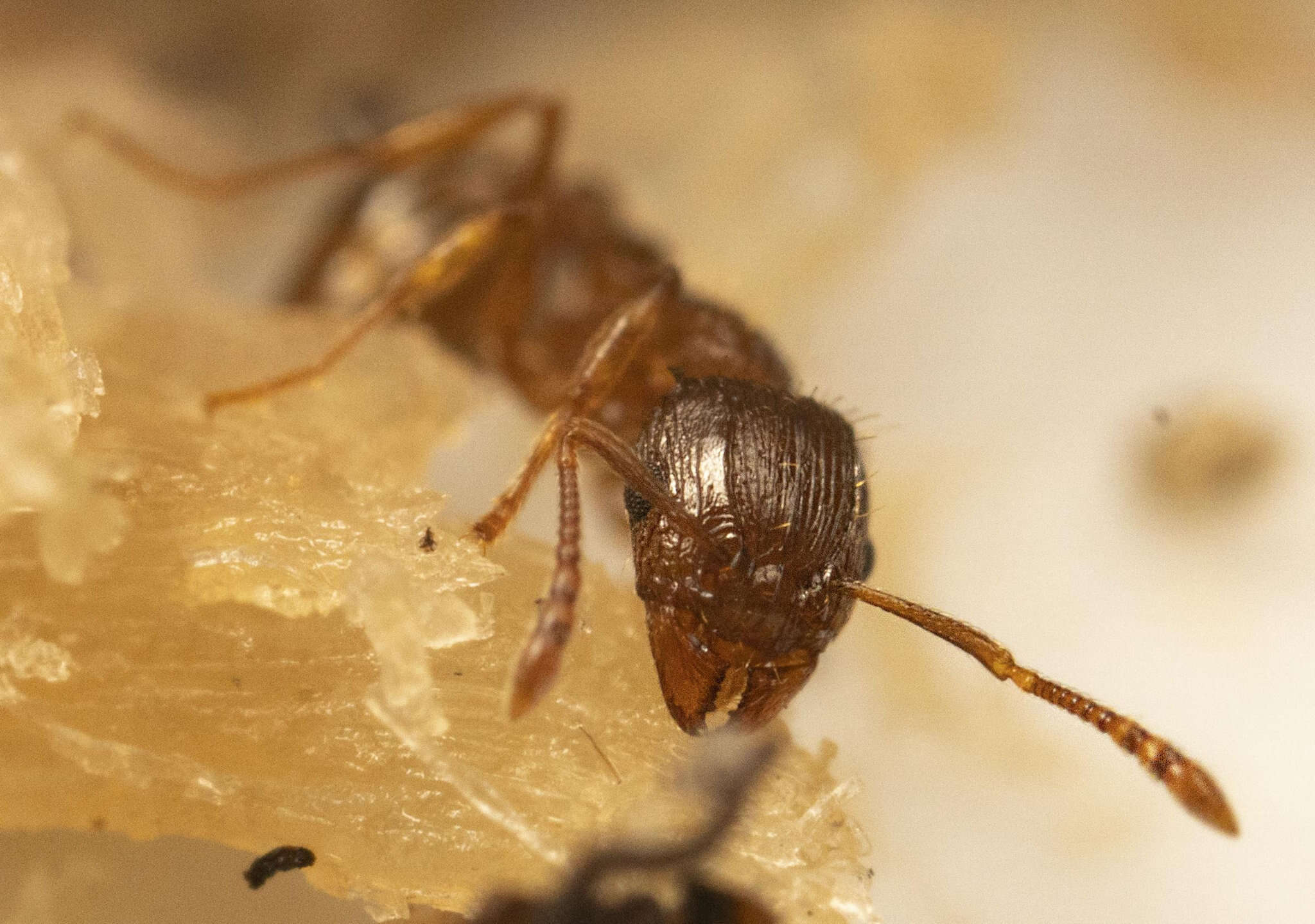 Image of Tetramorium frigidum Arnold 1926