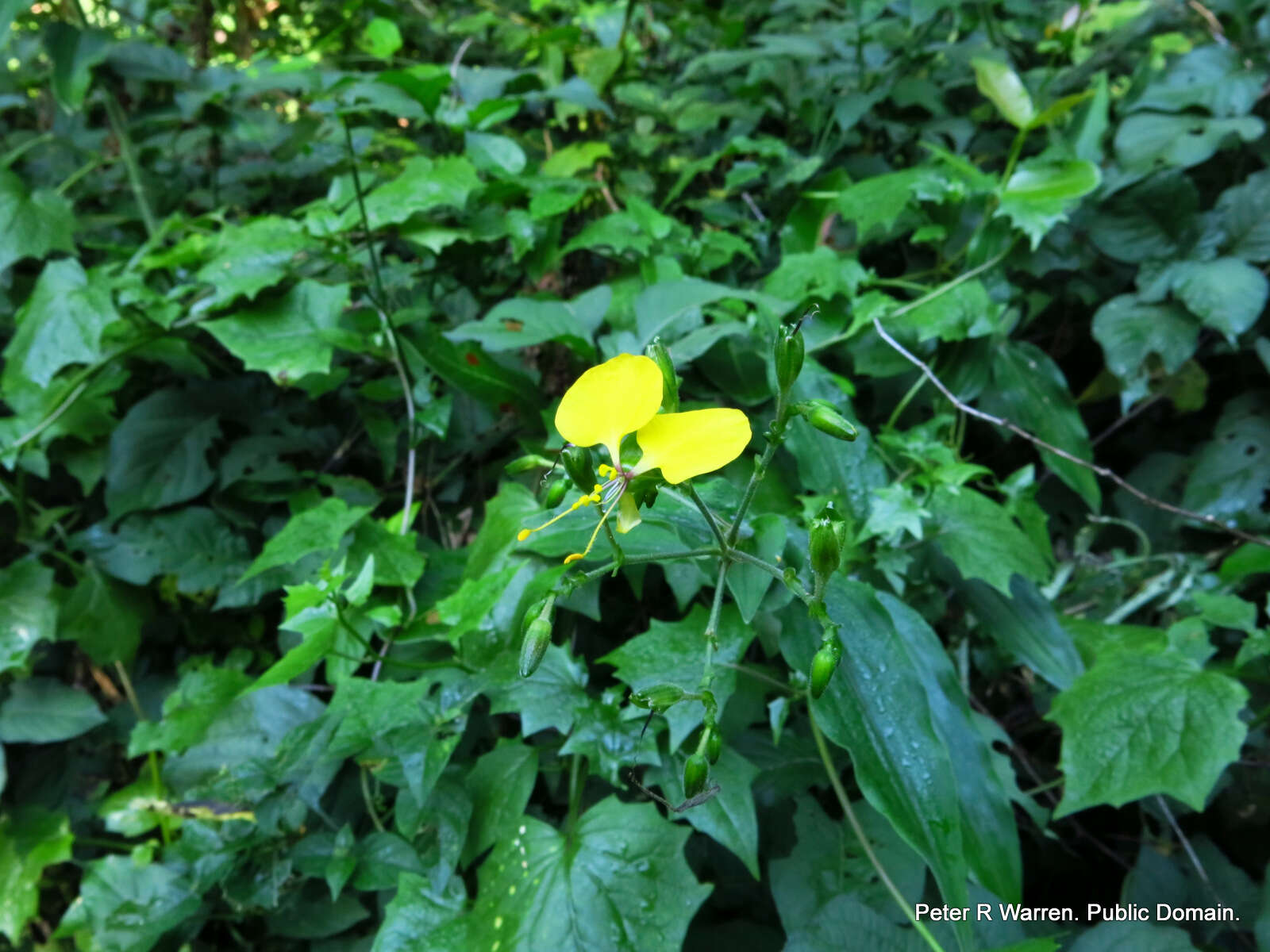 Image of Clinging aneilema