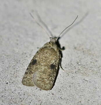 Image of Agonopterix propinquella Treitschke 1835