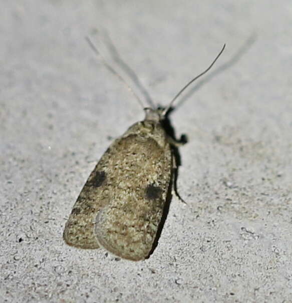 Image of Agonopterix propinquella Treitschke 1835