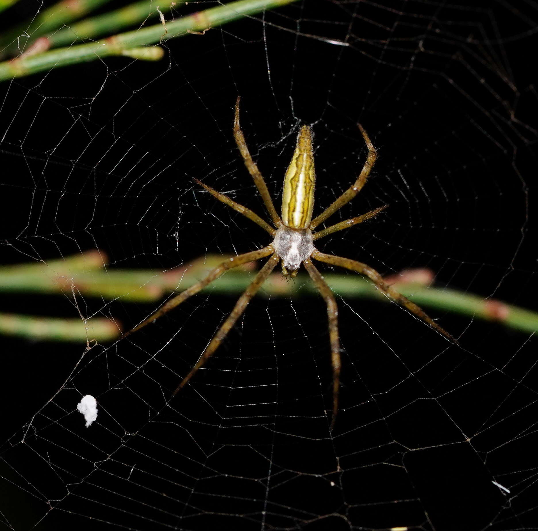 Image of Argiope probata Rainbow 1916