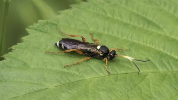 Image of Ichneumon ambulatorius Fabricius 1775