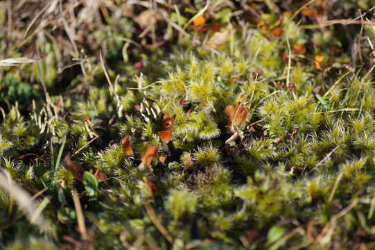 Image of Racomitrium pruinosum C. Müller 1869