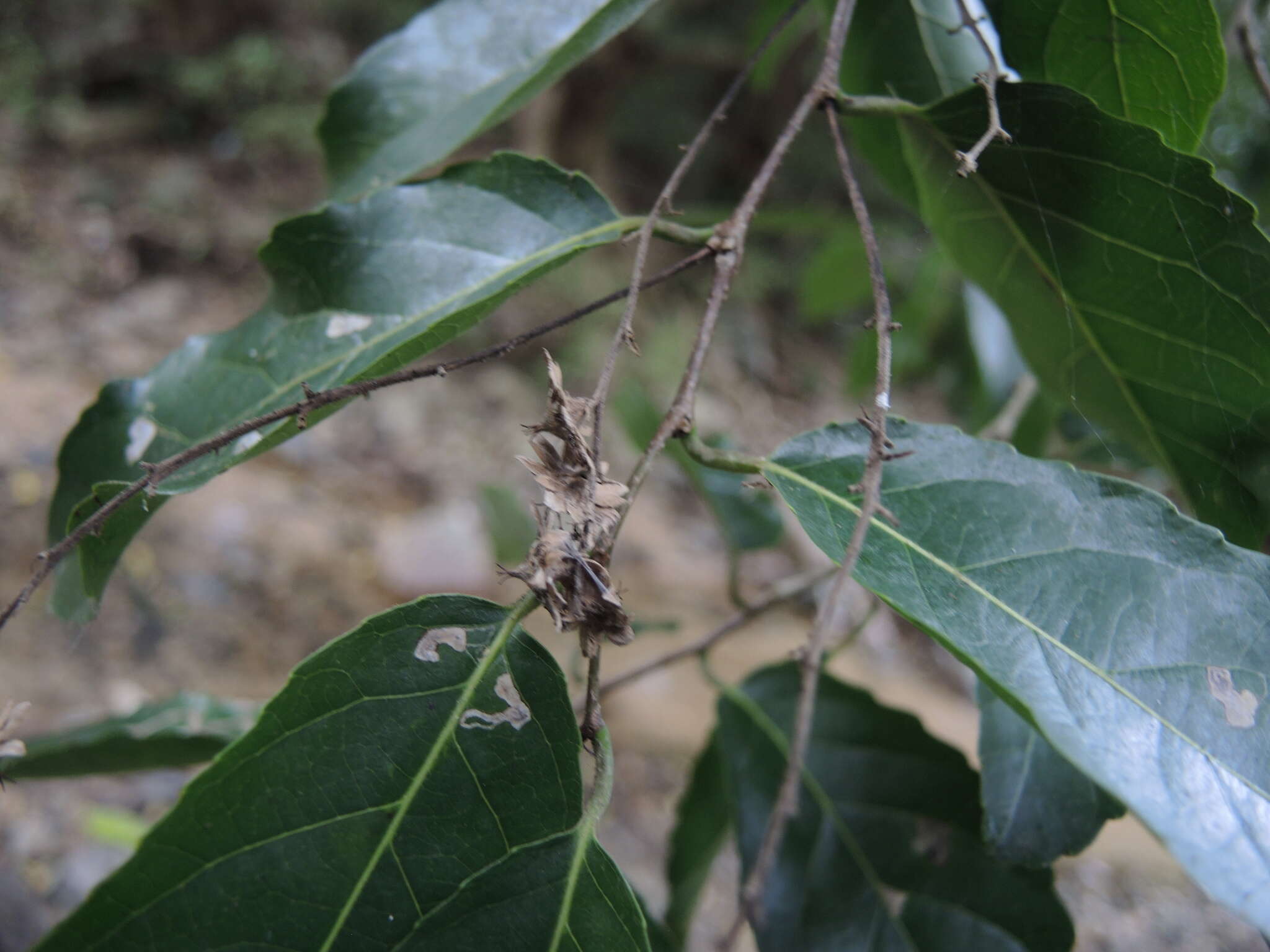 Image of White Cogwood