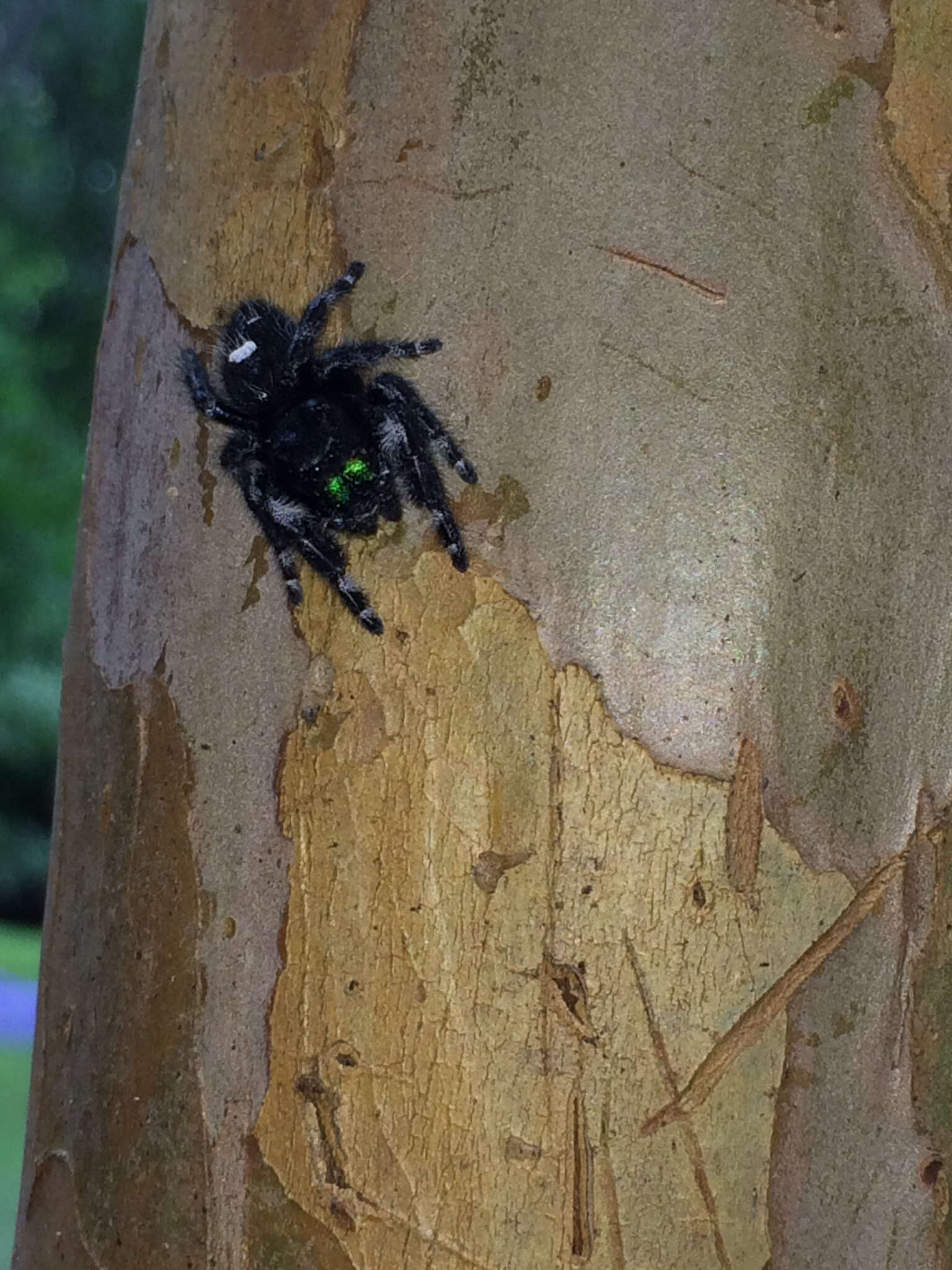 Phidippus audax (Hentz 1845) resmi